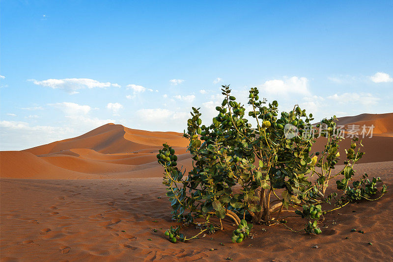 摩洛哥撒哈拉沙漠中的绿色植物(Calotropis procera - Roostertree)。